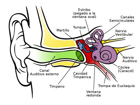 partes del oido interno